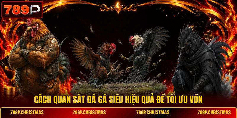 Cách quan sát đá gà siêu hiệu quả để tối ưu vốn